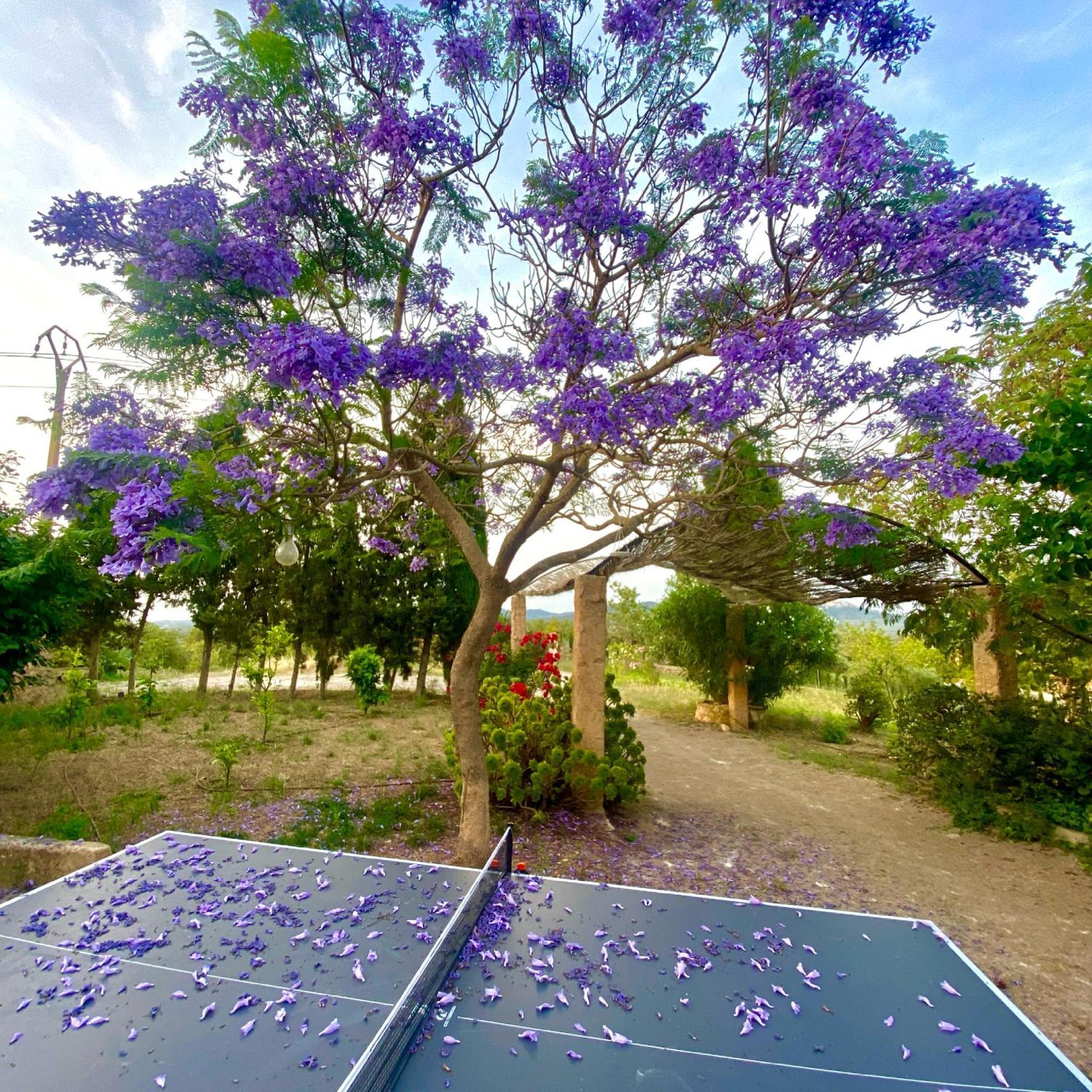 Finca Canfirella Portocolom Felanitx Luaran gambar